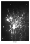 Picture of SPARKED