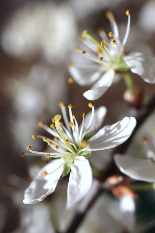 Picture of SPRING BLOOMS I