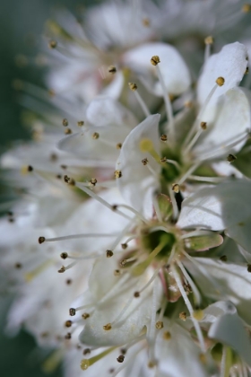 Picture of SPRING BLOOMS II