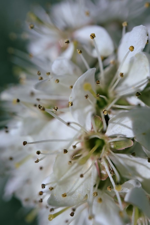 Picture of SPRING BLOOMS II