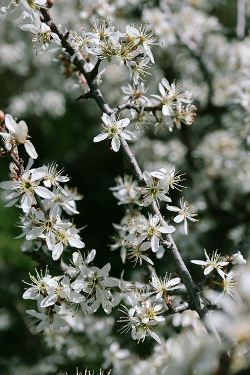 Picture of SPRING BLOOMS III