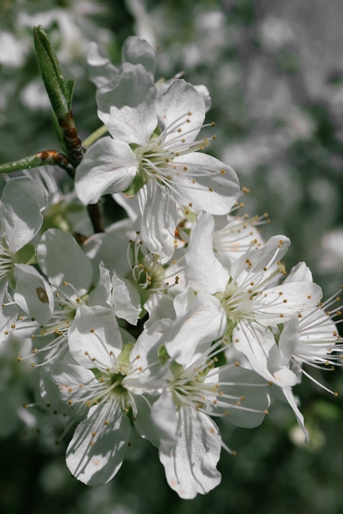 Picture of SPRING BLOOMS IV