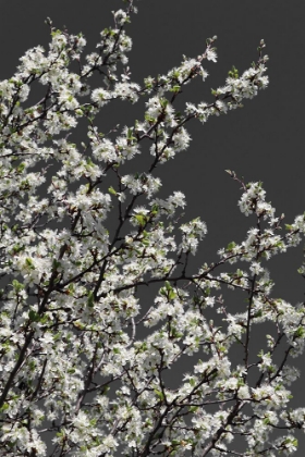 Picture of SPRING BRANCHES