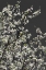 Picture of SPRING BRANCHES
