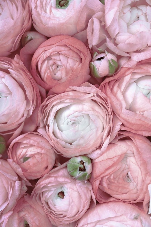 Picture of SUBDUED BLUSH RANUNCULUS