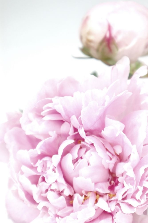 Picture of SUBDUED PEONY IX