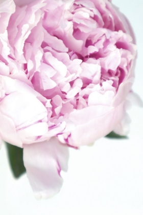 Picture of SUBDUED PEONY VII