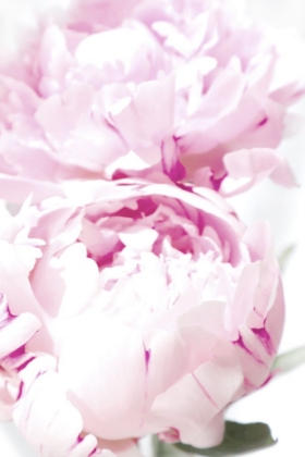 Picture of SUBDUED PEONY X
