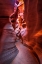 Picture of THE CURVES AND COLORS OF NATURE