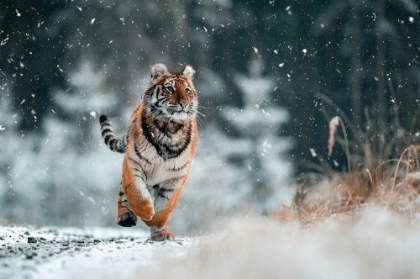 Picture of THE SIBERIAN TIGER