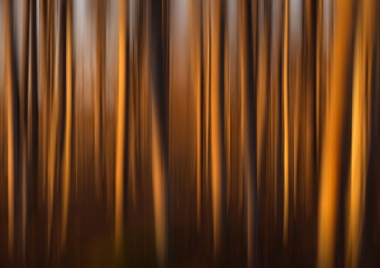 Picture of TREES KISSED BY LIGHT