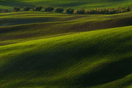 Picture of WHEAT SPROUTING