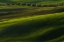 Picture of WHEAT SPROUTING