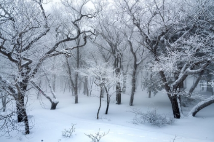 Picture of WHITE FOREST