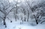 Picture of WHITE FOREST