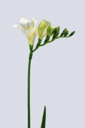 Picture of WHITE FREESIA