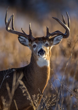 Picture of WHITE-TAILED DEER