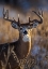 Picture of WHITE-TAILED DEER