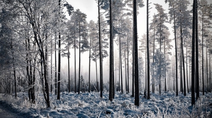 Picture of WINTER PINE TREES II