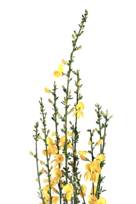 Picture of YELLOW BLOOMS