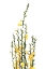 Picture of YELLOW BLOOMS