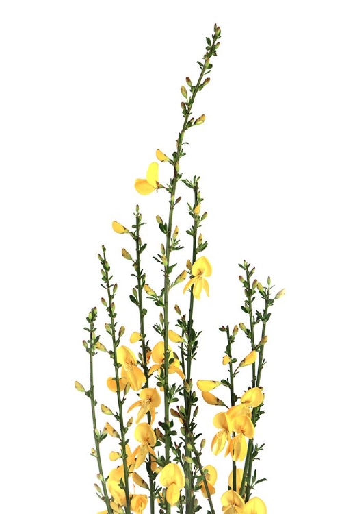 Picture of YELLOW BLOOMS