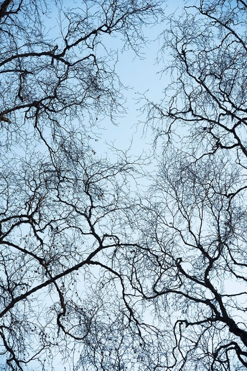 Picture of ABSTRACT TREE