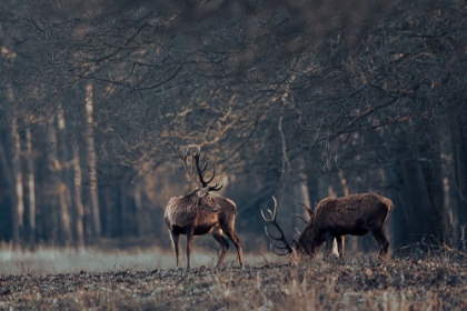 Picture of ANTLERS GRAZING TOGETHER