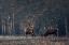 Picture of ANTLERS GRAZING TOGETHER