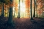 Picture of AUTUMN IN THE WOODS