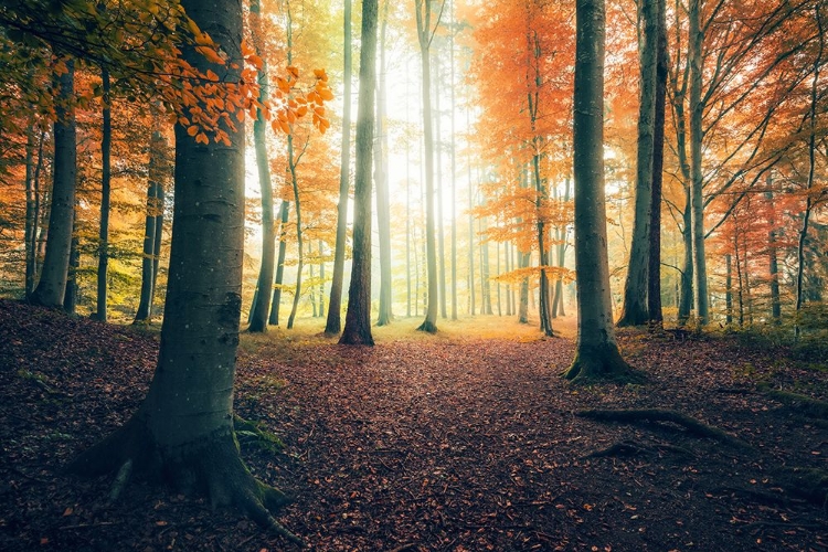 Picture of AUTUMN IN THE WOODS