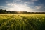 Picture of BARLEY MEADOW