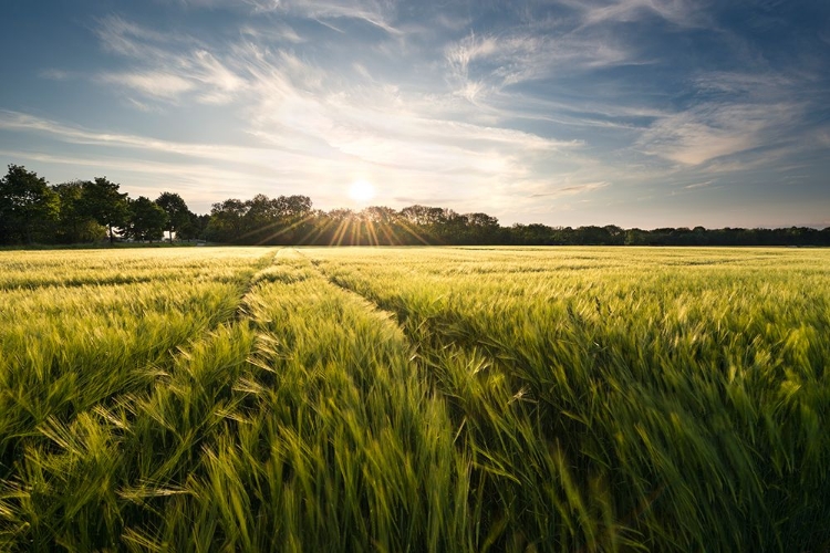 Picture of BARLEY MEADOW