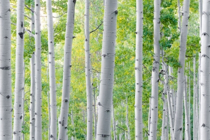 Picture of BIRCH FOREST