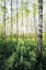 Picture of BIRCH GROVE VERTICAL