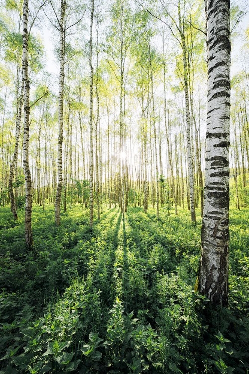 Picture of BIRCH GROVE VERTICAL