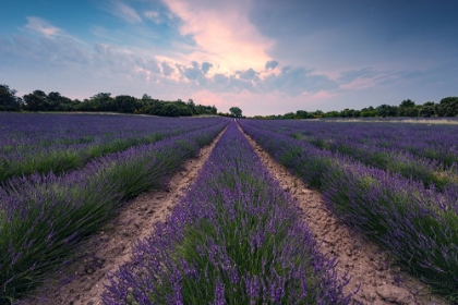 Picture of BLUE LAVENDER