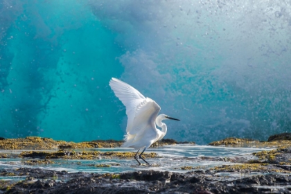 Picture of COMMON EGRET