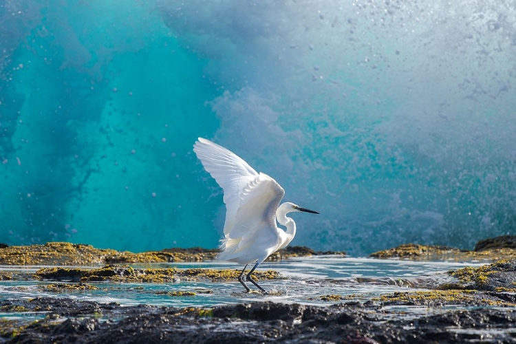 Picture of COMMON EGRET