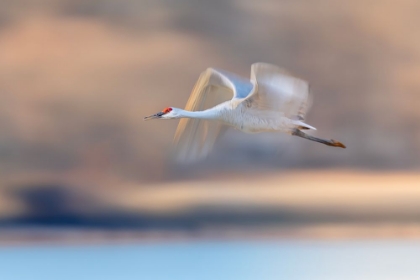 Picture of CRANE FLYING IN SOFT LIGHT