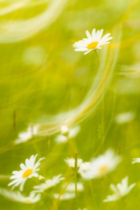 Picture of DAISIES
