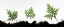 Picture of FERN DETAIL