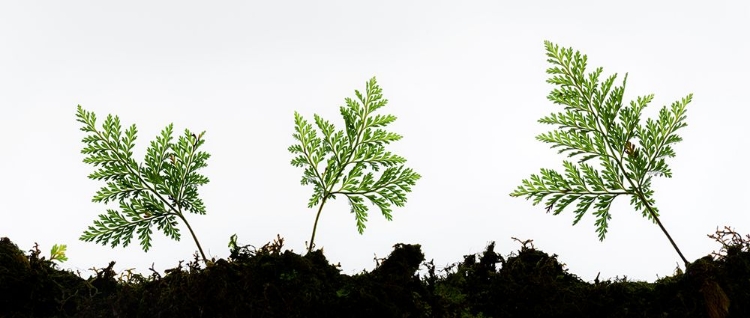 Picture of FERN DETAIL