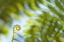 Picture of FERN DETAIL III