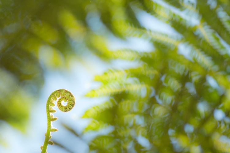 Picture of FERN DETAIL III