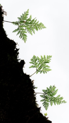 Picture of FERN DETAIL VERTICAL