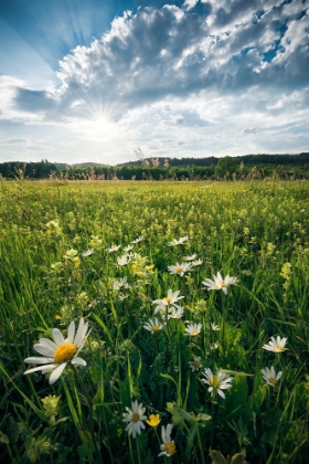 Picture of FLOWERING MEADOW