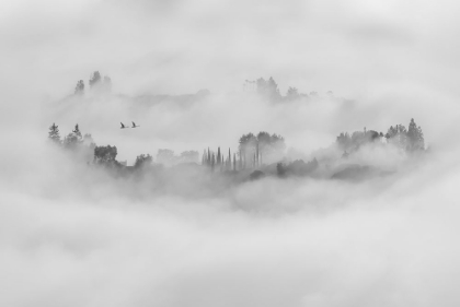 Picture of FOGGY MORNING IN LOS ANGELES
