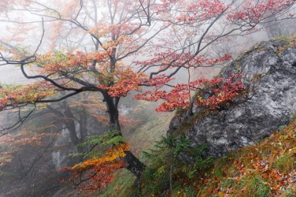 Picture of FOGGY WOODS