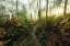 Picture of FOGGY WOODS II